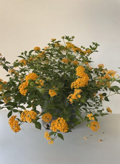 Lantana camara vaso18cm