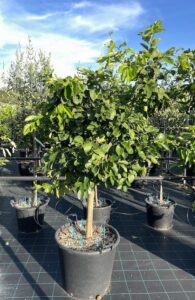 Limetta Dolce di Roma CL70 Vivai Frappetta