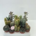 Piante succulente e Cactacee - Vivai Frappetta 1
