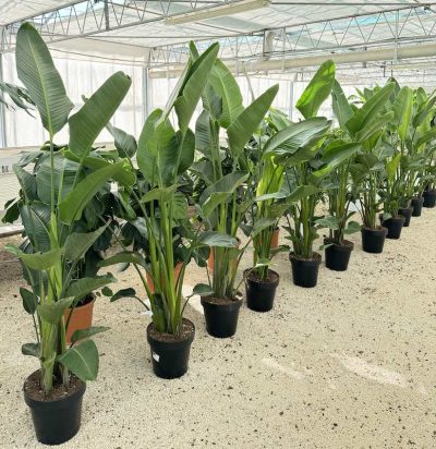 Strelitzia nicolai H200-250