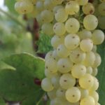 Vite Malvasia del Lazio