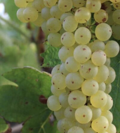 Vite Malvasia del Lazio