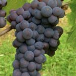 Vite Pinot Grigio