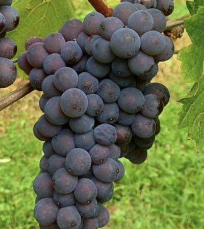 Vite Pinot Grigio