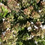 Abelia x grandiflora 'Compacta'