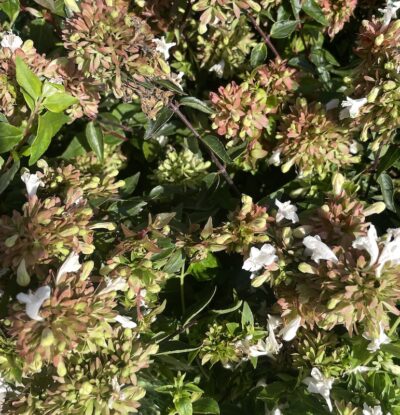 Abelia x grandiflora 'Compacta'