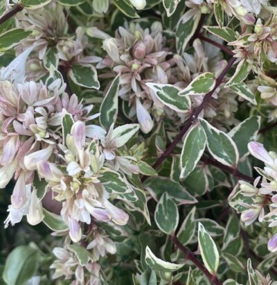 Abelia x grandiflora 'Confetti'