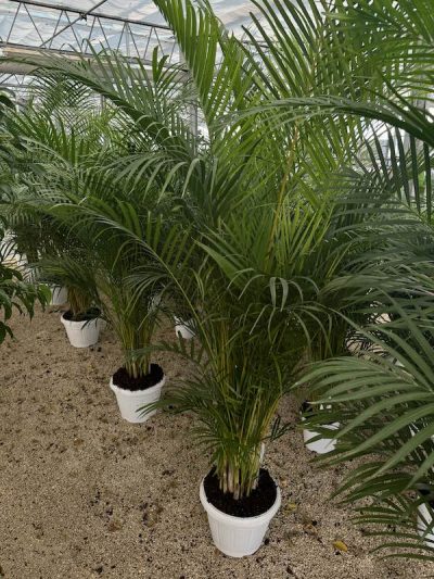 Areca V34