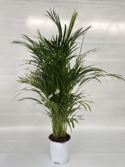 Areca - Vivai Frappetta