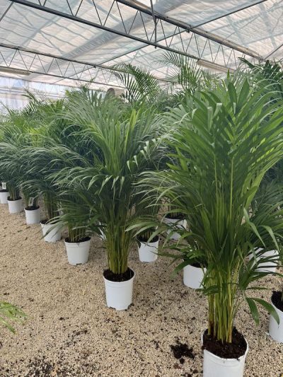 Areca v19
