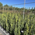 Buxus sempervirens - BOSSO COMUNE CL3 - Vivai Frappetta