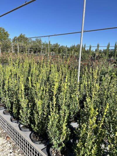 Buxus sempervirens - BOSSO COMUNE CL3 - Vivai Frappetta