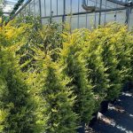 Cupressocyparis leylandii 'Gold Rider'