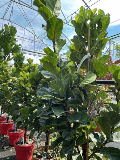 Dettaglio Ficus lyrata 'Bambino' - Vivai Frappetta