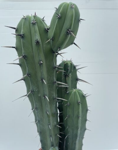 Dettaglio Myrtillocactus geometrizans
