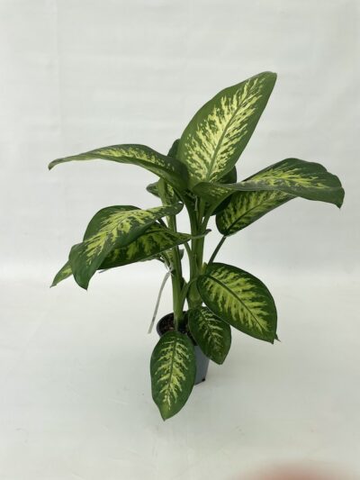 Dieffenbachia 'Tropic White' Vaso 17cm