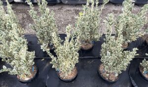 Euonymus japonicus 'Bravo' EVONIMO Vivai Frappetta