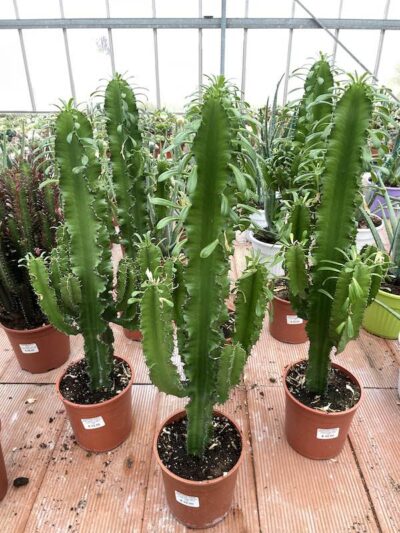 Euphorbia eritrea H60-80