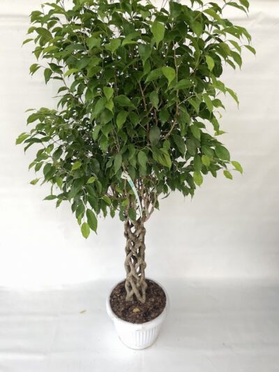 Ficus benjamina Colonna - Vivai Frappetta