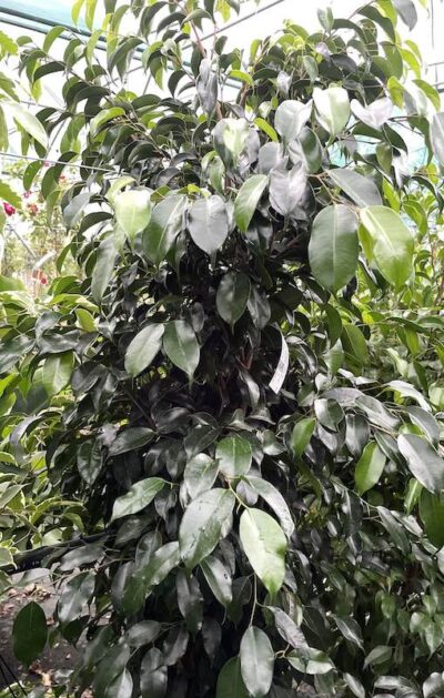 Ficus benjamina 'Danielle' H150-175