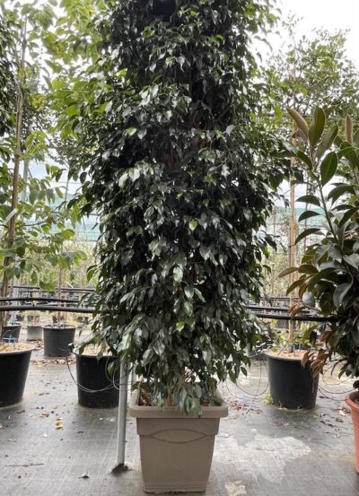 Ficus benjamina 'Danielle' H300-350