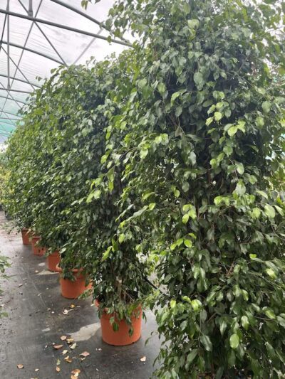 Ficus benjamina 'Danita' H300-350