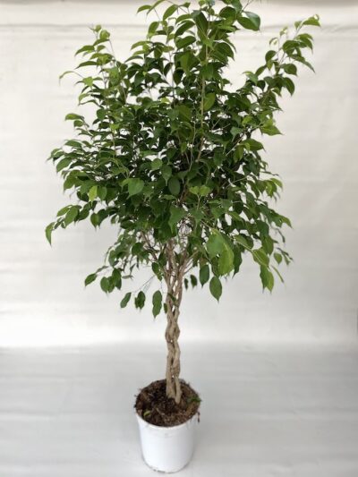 Ficus benjamina Intrecciato