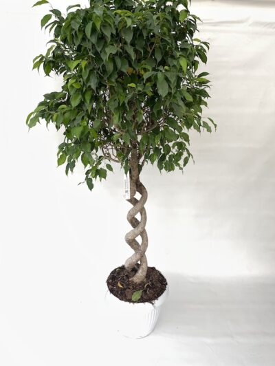 Ficus benjamina Spirale Doppia