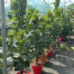 Ficus lyrata 'Bambino' - Vivai Frappetta