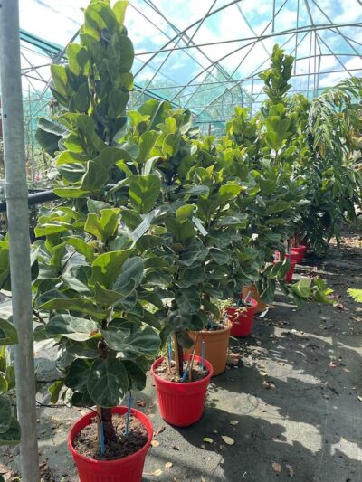 Ficus lyrata 'Bambino' - Vivai Frappetta