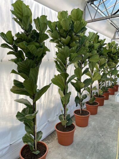 Ficus lyrata vaso 40 Vivai Frappetta