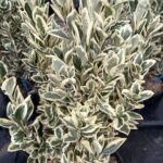 Foglie Euonymus japonicus 'Bravo' EVONIMO