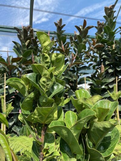 Foglie Ficus lyrata 'Bambino' - Vivai Frappetta