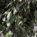 Foglie di Ficus benjamina 'Danielle'