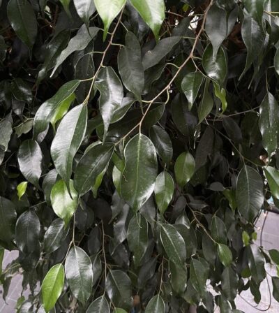 Foglie di Ficus benjamina 'Danielle'