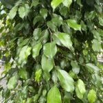 Foglie di Ficus benjamina 'Danita'