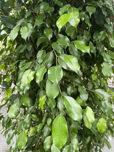 Foglie di Ficus benjamina 'Danita'