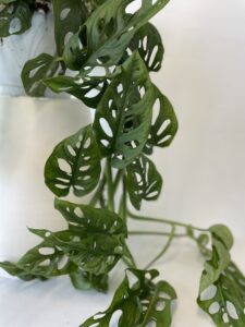 Foglie di Monstera adansonii - Vivai Frappetta