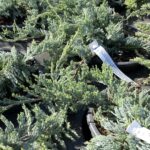 Juniperus horizontalis ‘Wiltonii’