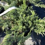 Juniperus x pfitzeriana 'Aurea'