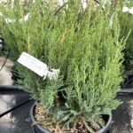 Juniperus x pfitzeriana 'Mint Julep' - GINEPRO