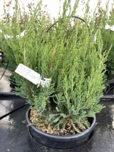 Juniperus x pfitzeriana 'Mint Julep' - GINEPRO