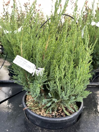Juniperus x pfitzeriana 'Mint Julep' - GINEPRO