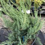 Juniperus x pfitzeriana ‘Compacta’ – GINEPRO