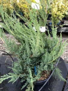 Juniperus x pfitzeriana ‘Compacta’ – GINEPRO