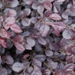 Loropetalum chinense 'Rubrum'