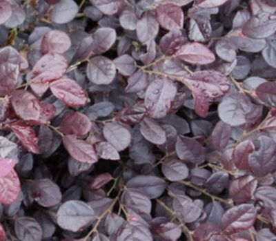Loropetalum chinense 'Rubrum'