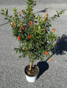 Melograno nano mini alberetto