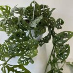 Monstera adansonii - Vivai Frappetta