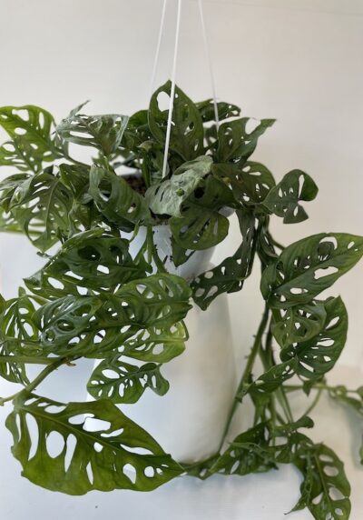 Monstera adansonii - Vivai Frappetta